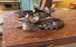 Bengala gatti in vendita: Bellissimi cuccioli  a Città metropolitana di Roma Capitale - Immagine 4