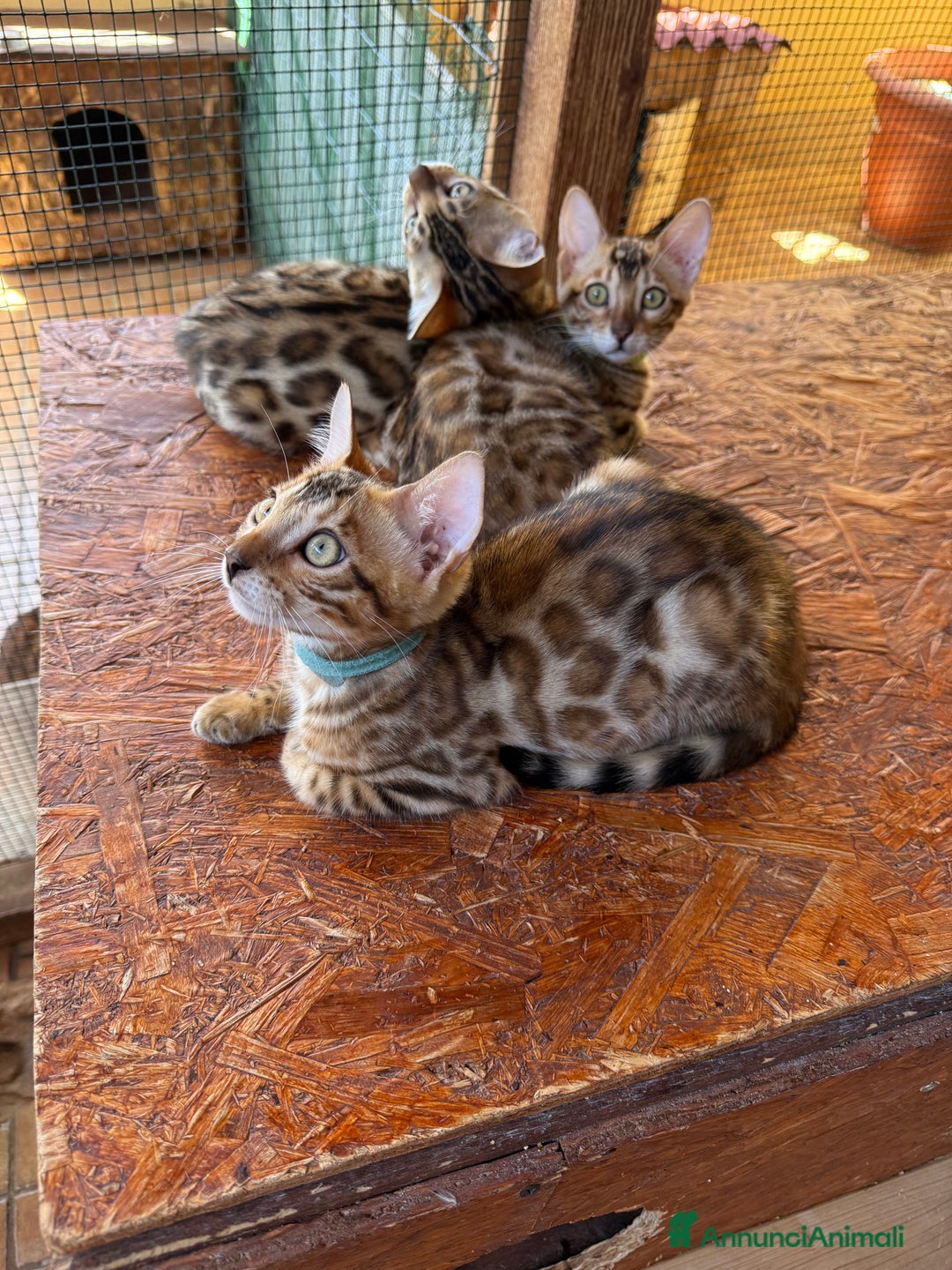 Bengala gatti in vendita: Bellissimi cuccioli  a Città metropolitana di Roma Capitale - Immagine 4