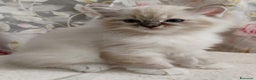 Ragdoll gatti in vendita: Bellissimi cuccioli Ragdoll  a Provincia di Bergamo - Annuncio 8