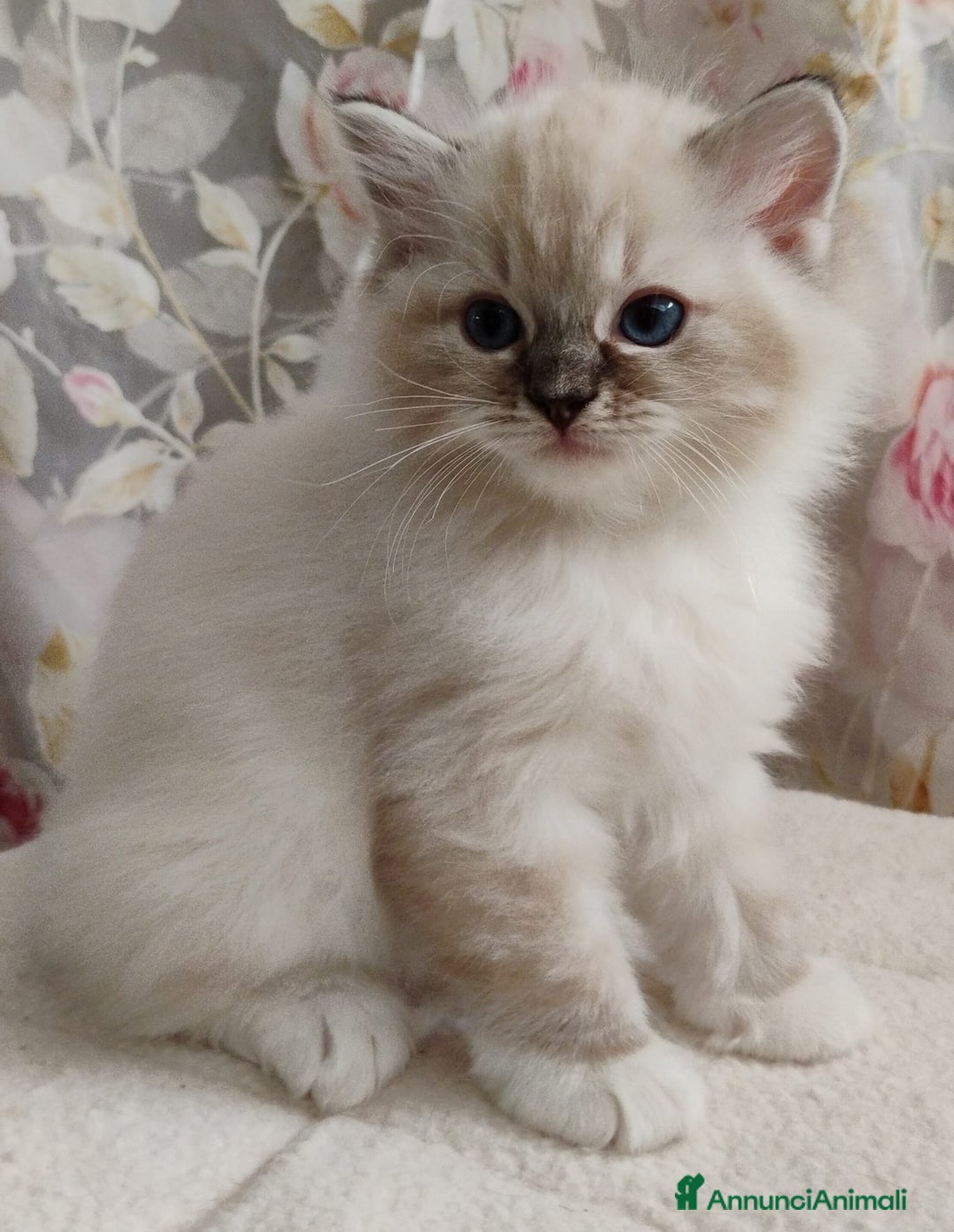 Ragdoll gatti in vendita: Bellissimi cuccioli Ragdoll  a Provincia di Bergamo - Annuncio 8