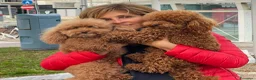 Barboncino Toy cani in vendita: Cuccioli barboncino red toy con pedigree Enci - Annuncio 13
