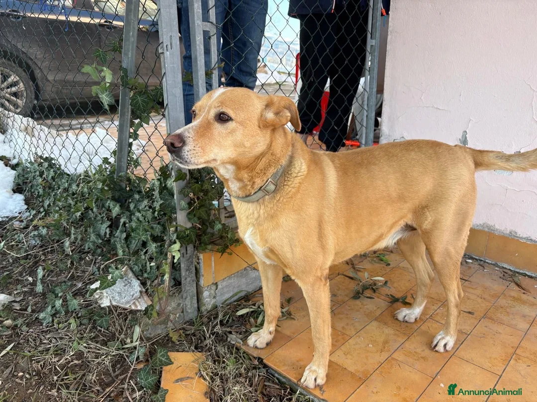 Meticcio cani in regalo: Cerchi compagnia prendimi con te - Annuncio 2