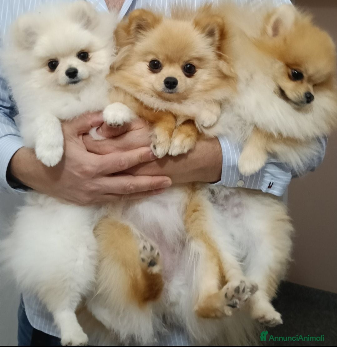 Volpino Pomerania cani Cuccioli di Pomerania con pedigree ENCI - Annuncio 1