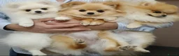 Volpino Pomerania cani in vendita: Cuccioli di Pomerania con pedigree ENCI - Annuncio 1