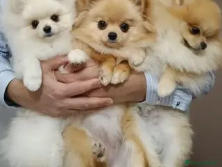 Volpino Pomerania cani Cuccioli di Pomerania con pedigree ENCI - Annuncio 1