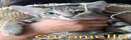Europeo gatti in regalo: GIUGGIOLO E CARAMELLA - Annuncio 7