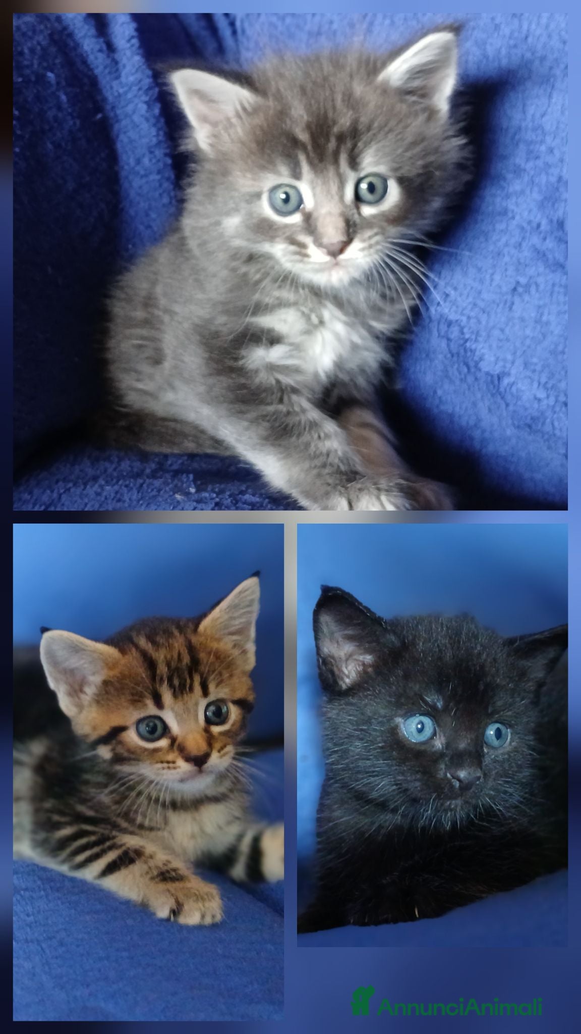 Maine Coon gatti Cuccioli di maine coon pronti ad agosto - Annuncio 7