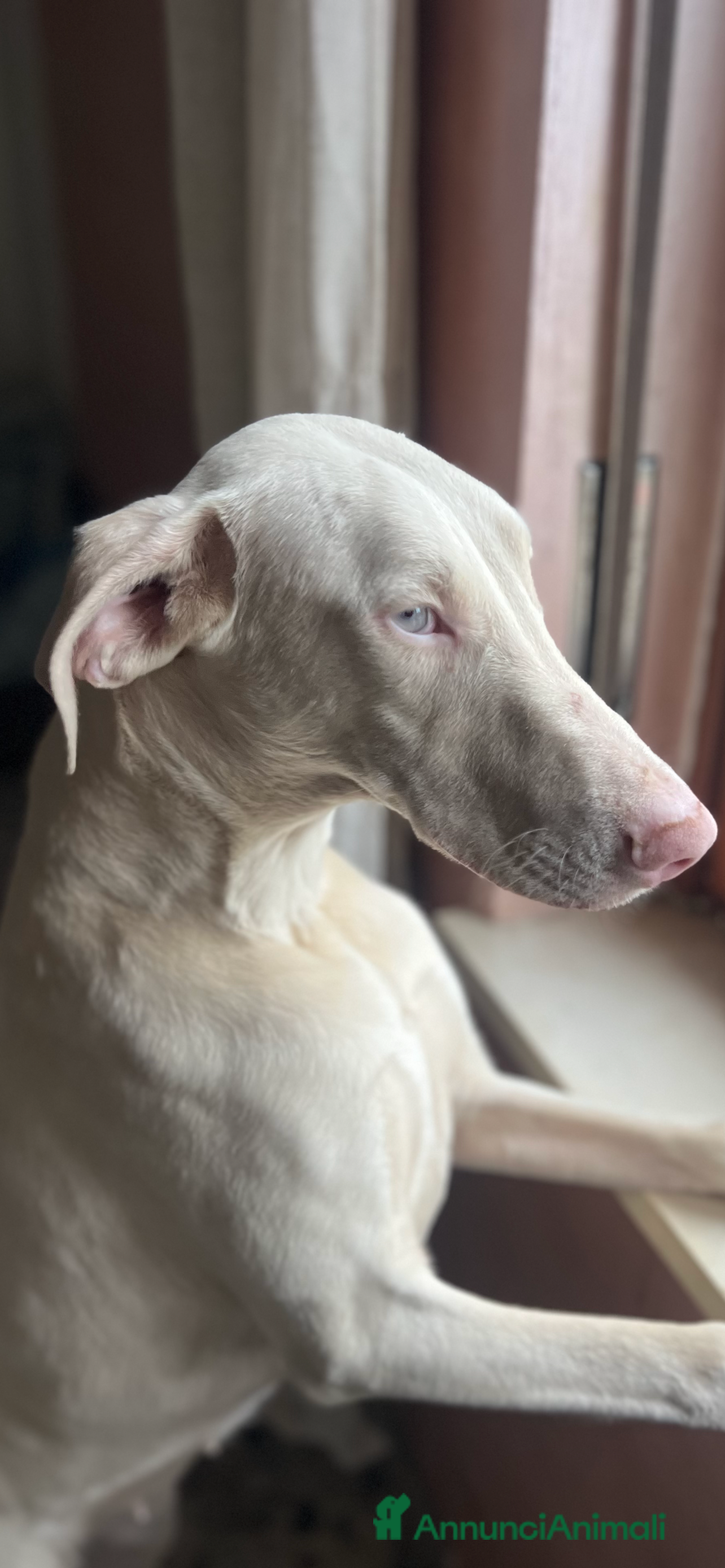 Dobermann cani Dobermann bianchi  - Annuncio 2