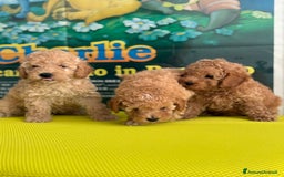 Barboncino cani in vendita: BARBONCINO NANO - Immagine 4