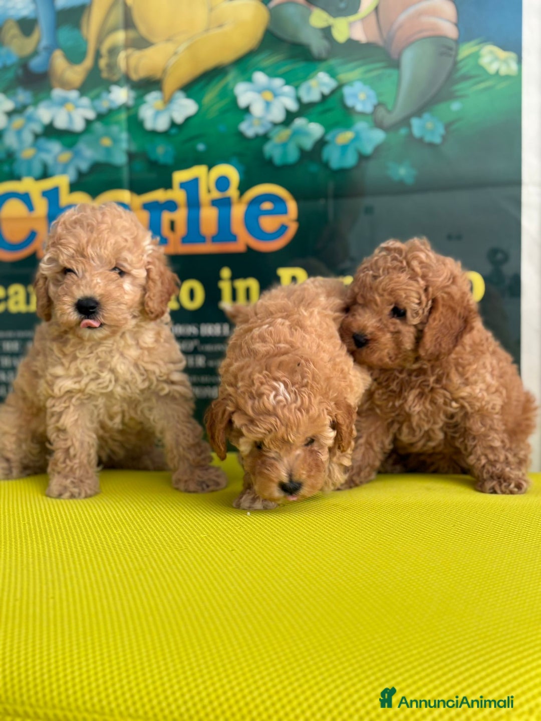 Barboncino cani in vendita: BARBONCINO NANO - Immagine 4