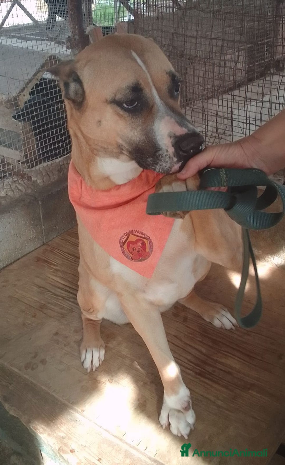 Meticcio cani in regalo: AKIRA HA BISOGNO DI VOI  - Annuncio 2