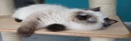 Ragdoll gatti in vendita: Splendidi cuccioli di ragdoll - Annuncio 9