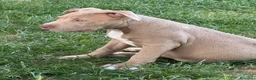 Pitbull cani in vendita: Pit Bull con pedigree, paghi anche a rate  - Annuncio 20