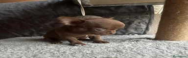 Chihuahua Cucciola 1 pelo raso cioccolato 