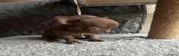 Chihuahua cani in vendita: Cuccioli Chihuahua con Pedigree Enci a Provincia di Cuneo - Annuncio 6