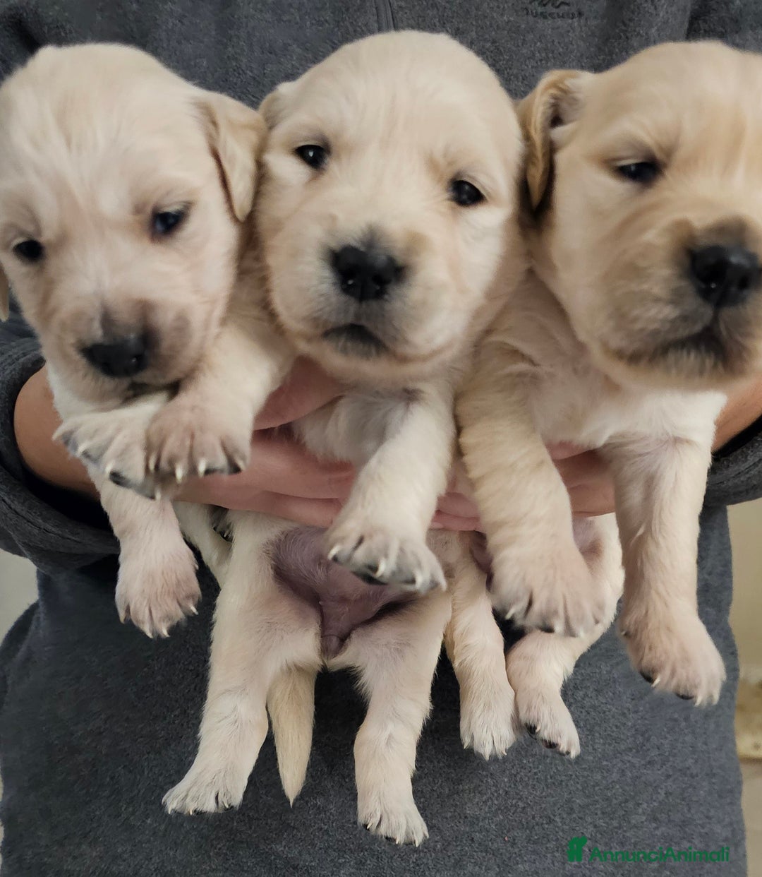 Golden Retriever cani in vendita: Cucciole Golden Retriever  - Annuncio 8