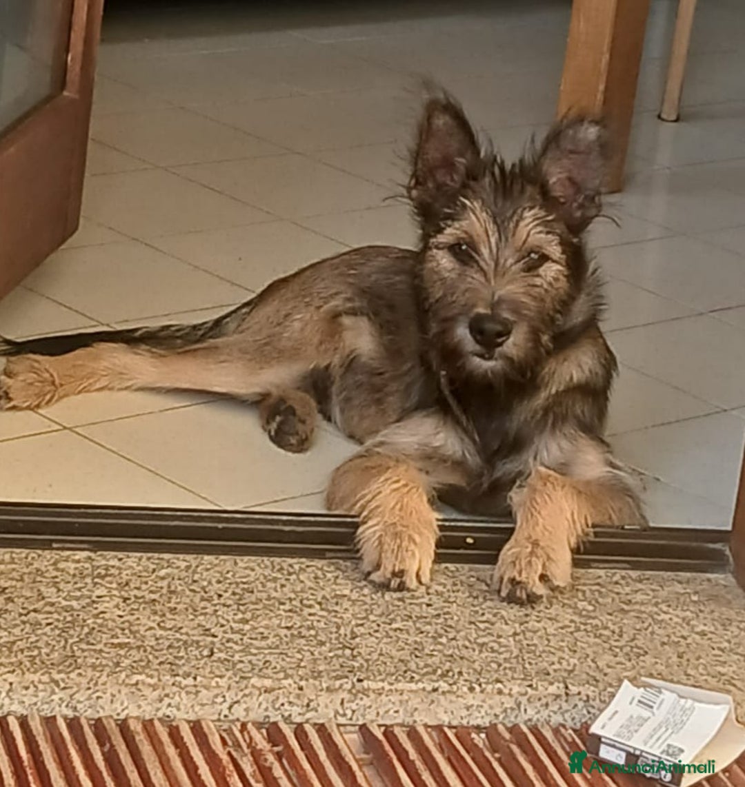 Meticcio cani in regalo: Oreste 6/7mesi tg media PRESTO IN CANILE!SOS OLBIA - Annuncio 4