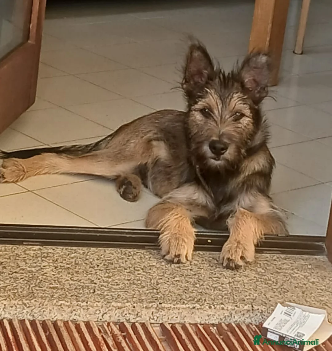 Meticcio cani in regalo: Oreste 6/7mesi tg media PRESTO IN CANILE!SOS OLBIA - Annuncio 4