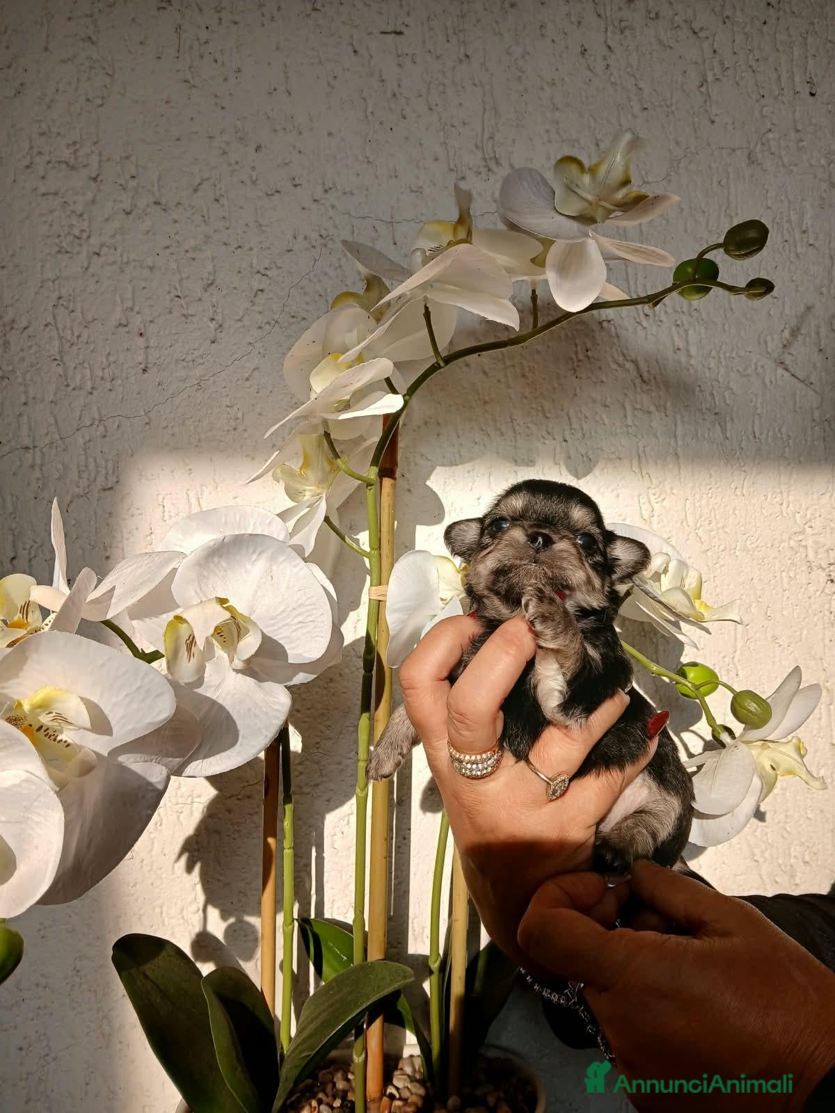 Chihuahua cani in vendita: Cuccioli di chihuahua  - Annuncio 1