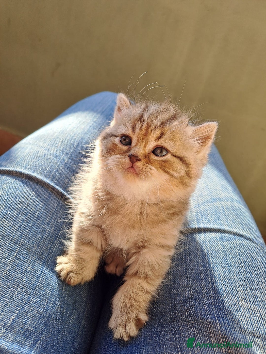 Scottish gatti in vendita: Fantastici Gattini Scottish Straight  - Annuncio 2