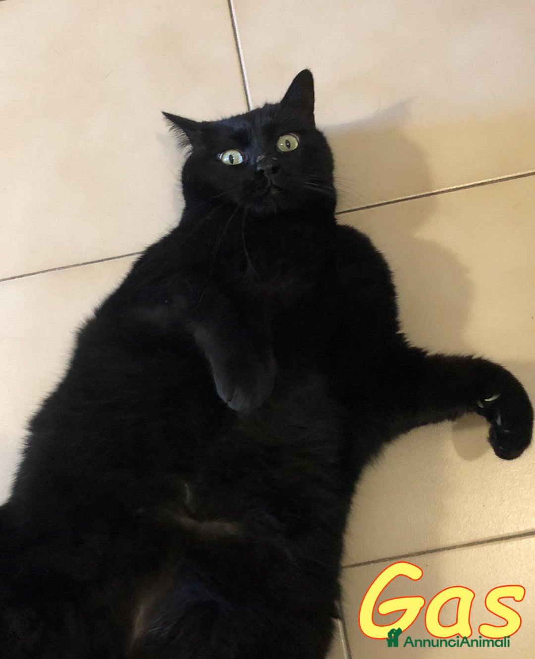 Europeo gatti in regalo: ROMA: GAS E' RIMASTO ORFANO    - Annuncio 6