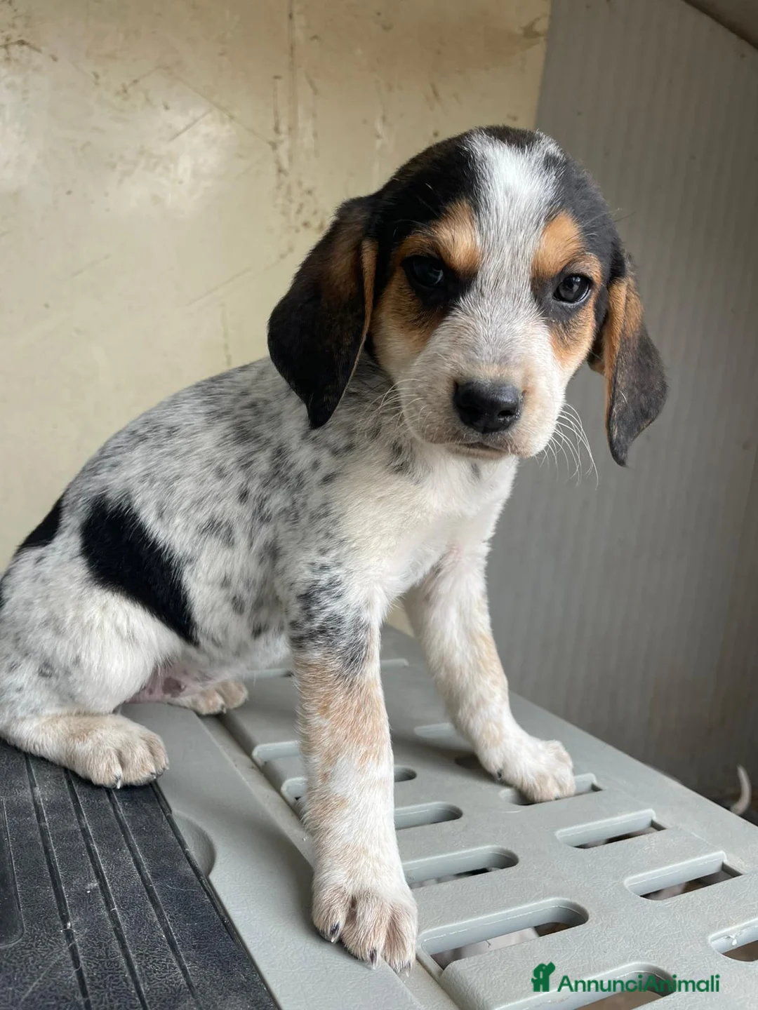 Meticcio cani in regalo: HALLEY E CLEMENTINA - Annuncio 1