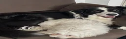 Border Collie cani per accoppiamento: Maschio Border Collie per accoppiamento a Provincia di Sondrio - Annuncio 5