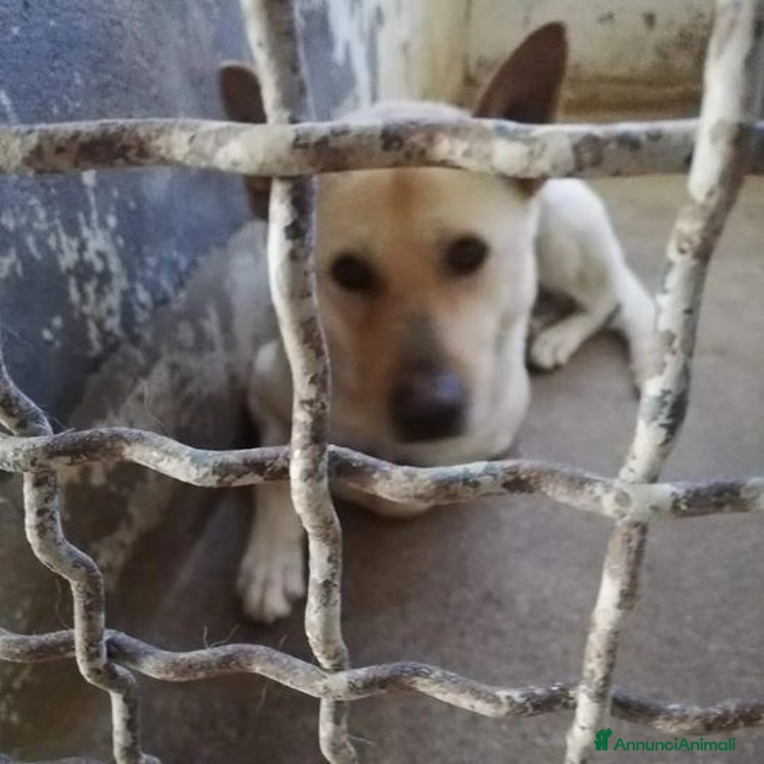 Meticcio cani in regalo: TAKESHI bravo e socievole - Annuncio 2