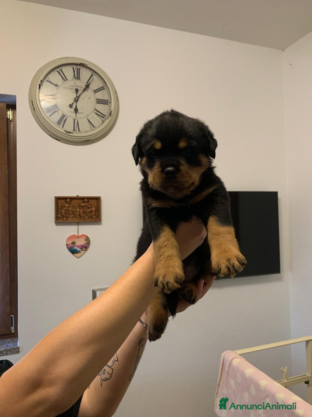 Rottweiler cani in vendita: Cuccioli rottweiller alta genealogia  - Annuncio 7
