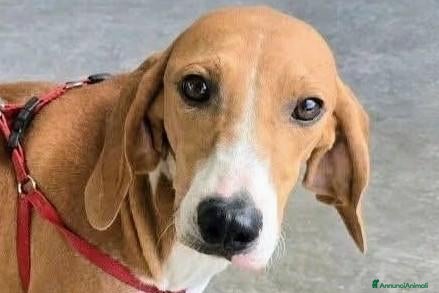 Meticcio cani 1 anno e mezzo, 17 chili, dolcissima  - Annuncio 24