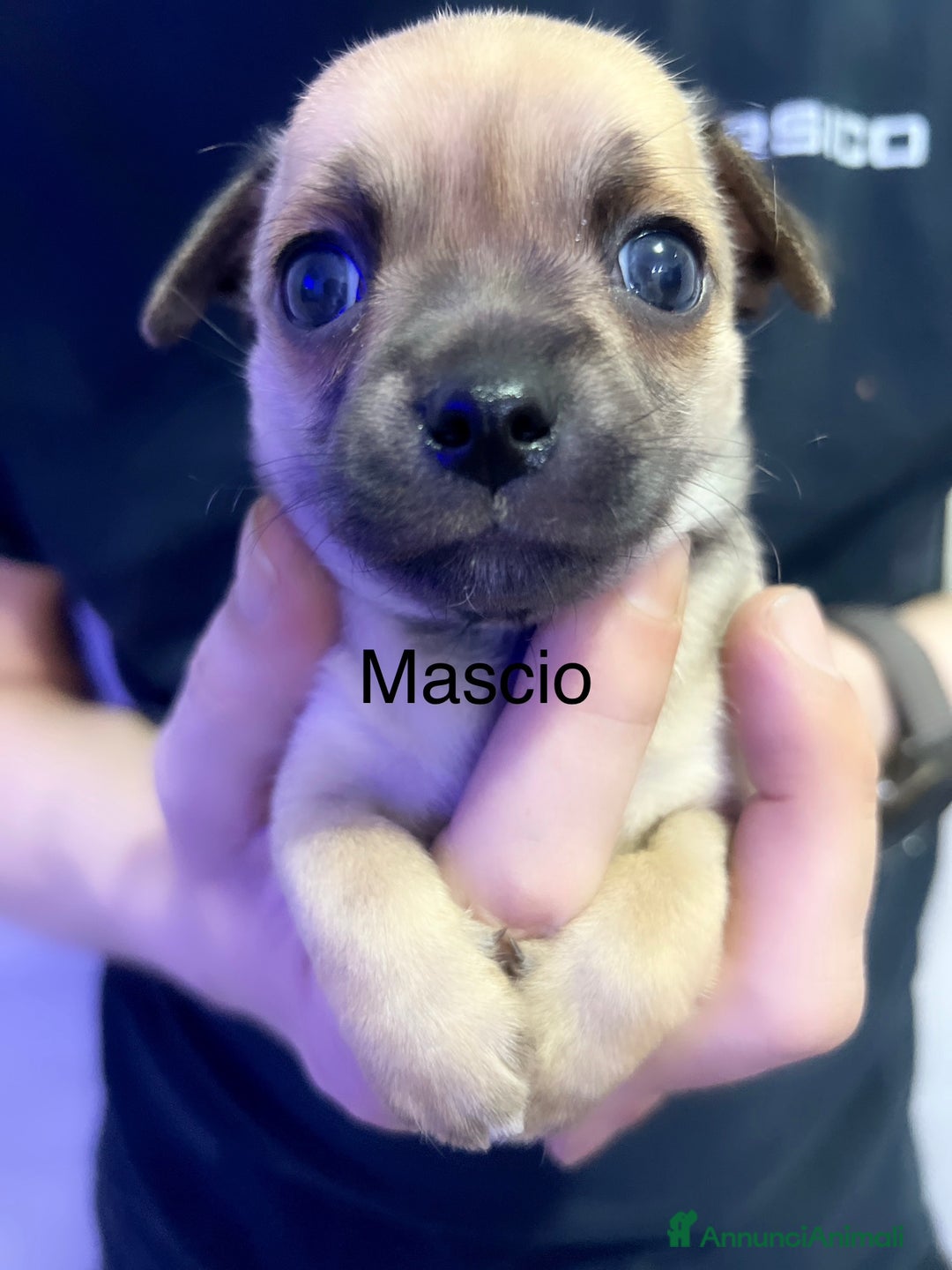 Chihuahua cani in vendita: Chihuahua  - Annuncio 11