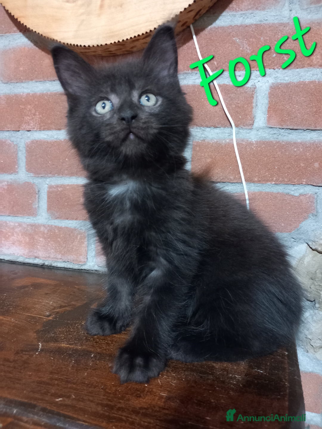 Maine Coon gatti in vendita: Cuccioli Maine Coon - Annuncio 5