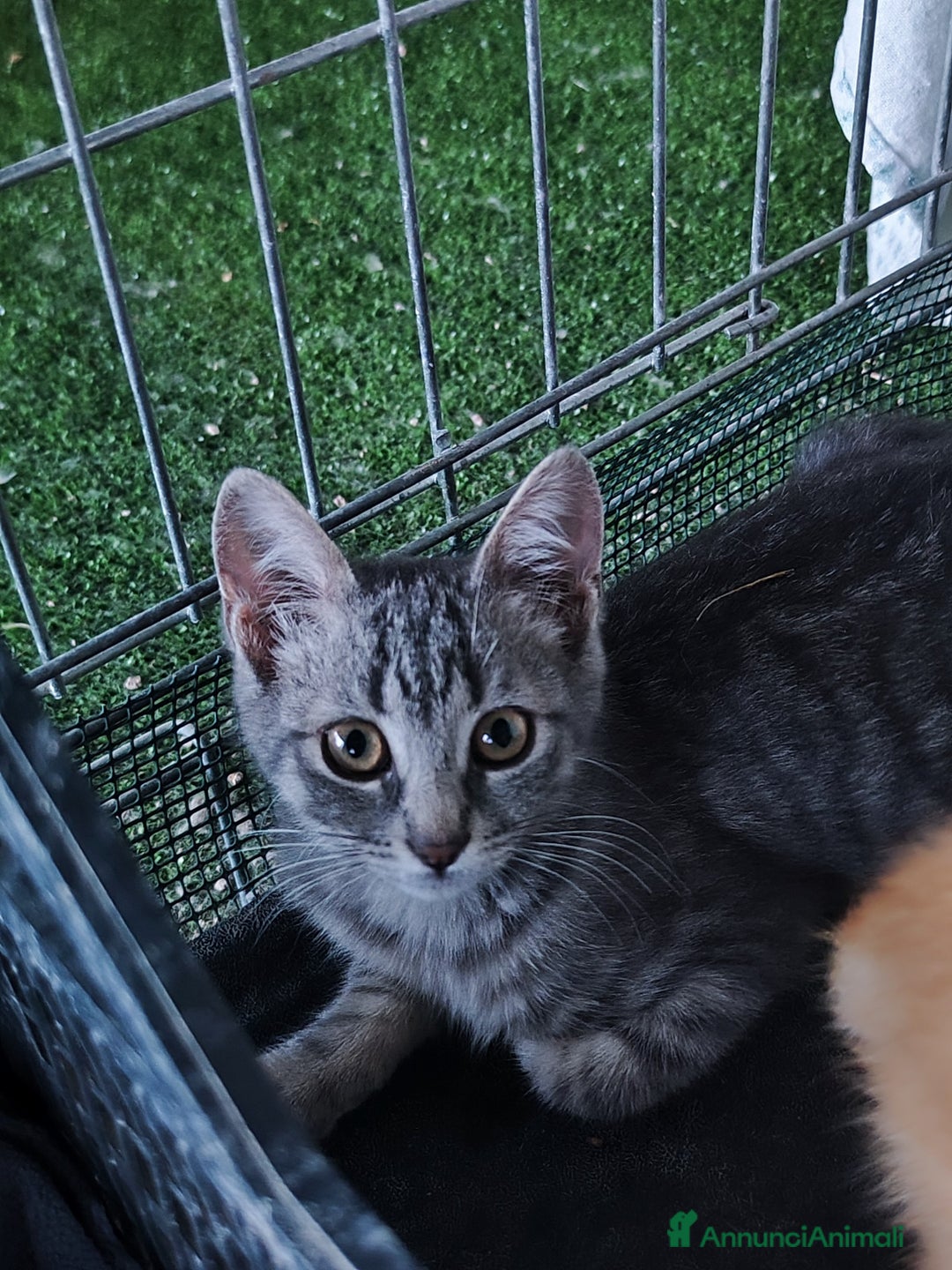 Europeo gatti in regalo: 🐾 Nìva, 3 Mesi, cerca casa! 🏡 a Provincia di Caserta - Immagine 6