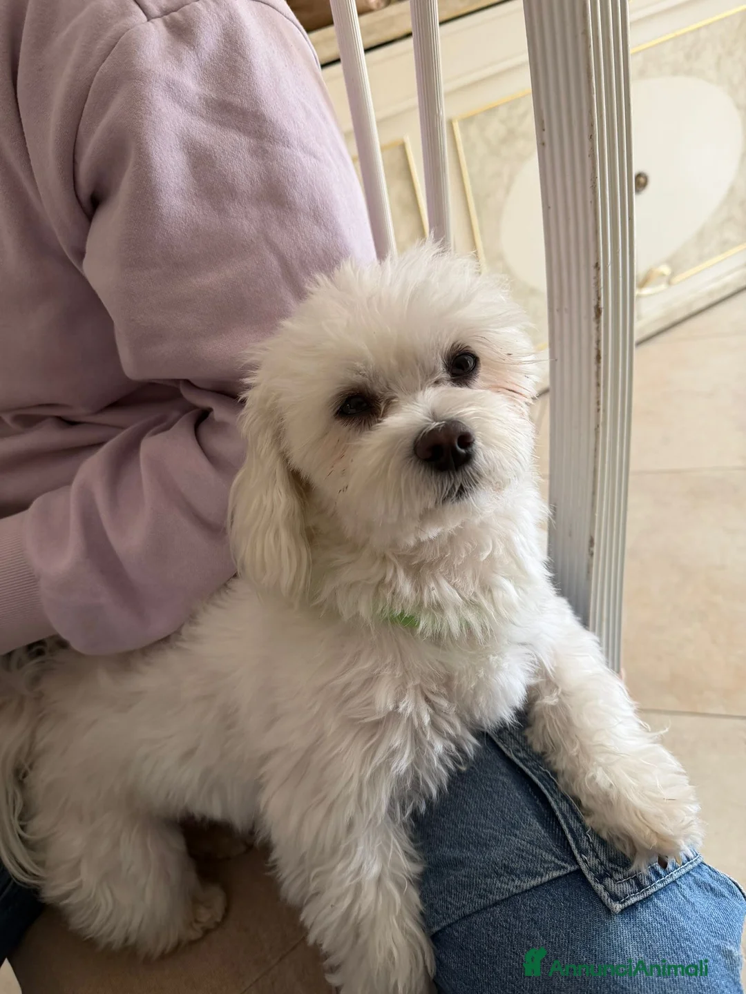 Maltese cani per accoppiamento: Compagna per accoppiare maltese puro di 2 anni a Città metropolitana di Roma Capitale - Annuncio 2