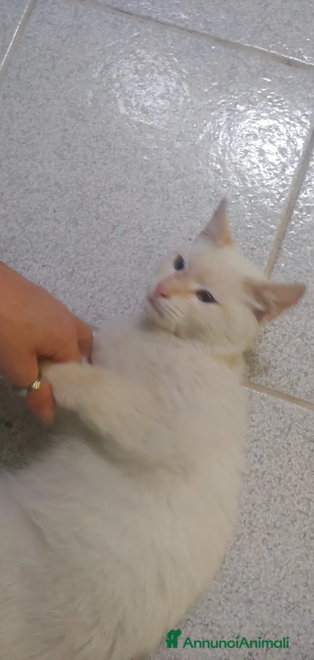 Meticcio gatti in regalo: Micio entro 1anno bianco occhi azzurri. 0SARDEGNA - Annuncio 2