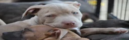 Pitbull cani in vendita: Cuccioli Pit Bull pronta consegna anche a rate - Annuncio 11