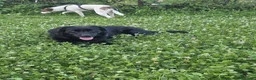 Meticcio cani in regalo: Adottate questa meravigliosa cagnolina! ❤️🐶 - Annuncio 2
