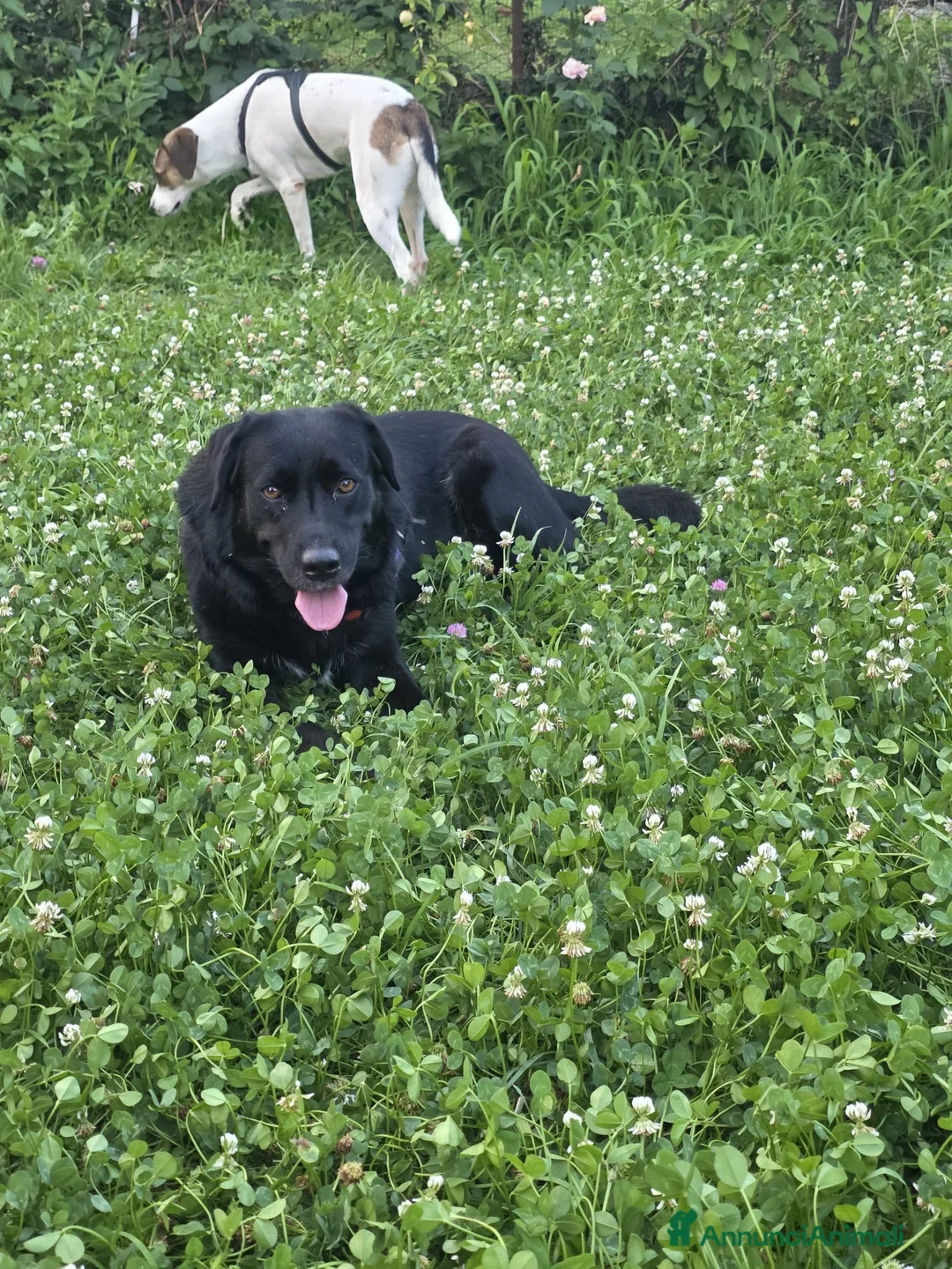 Meticcio cani in regalo: Adottate questa meravigliosa cagnolina! ❤️🐶 - Annuncio 2