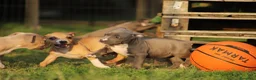 Pitbull cani in vendita: Cuccioli Pit Bull con Pedigree anche a rate  - Annuncio 30