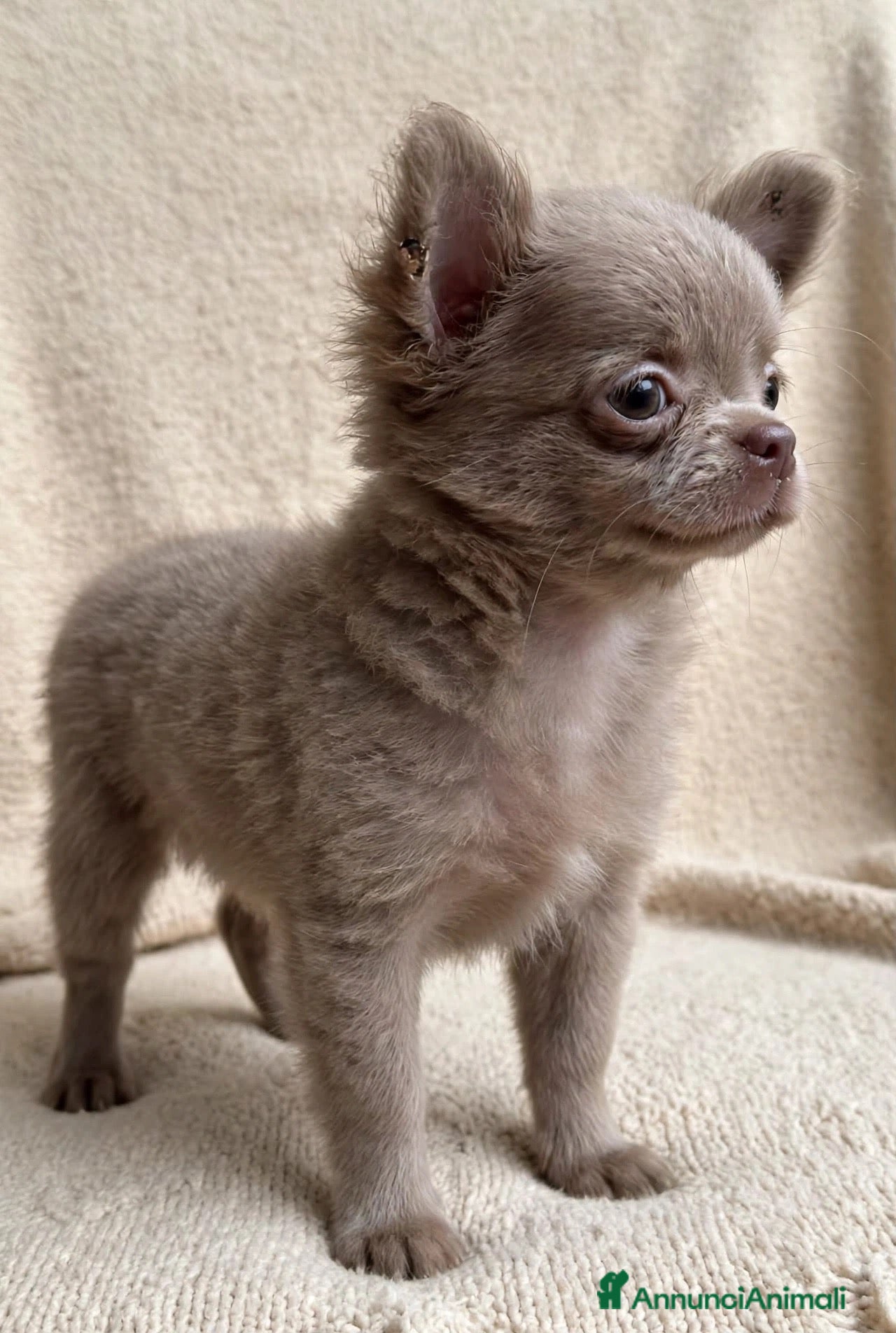 Chihuahua cani in vendita: Cucciola lilac pelo lungo pedigree enci - Annuncio 1