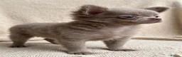 Chihuahua cani in vendita: Cucciola lilac pelo lungo pedigree enci - Annuncio 1