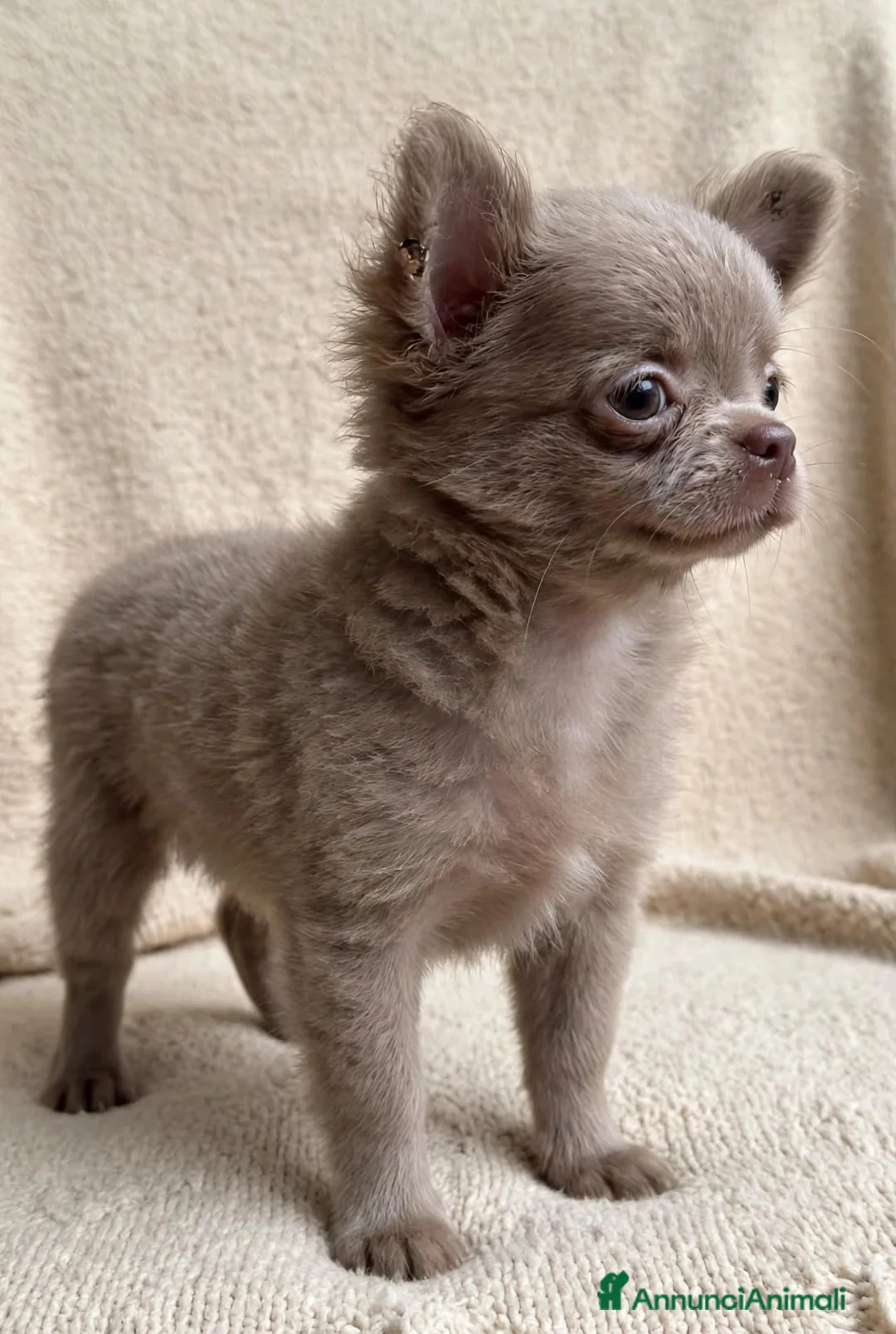 Chihuahua cani in vendita: Cucciola lilac pelo lungo pedigree enci - Annuncio 1