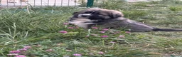 Pastore del Caucaso cani in vendita: Cucciole pastore del caucaso - Annuncio 4
