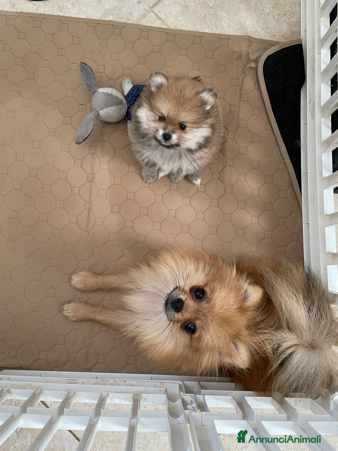 Volpino Pomerania cani in vendita: Spitz nano taglia mignon consegna a domicilio - Annuncio 11