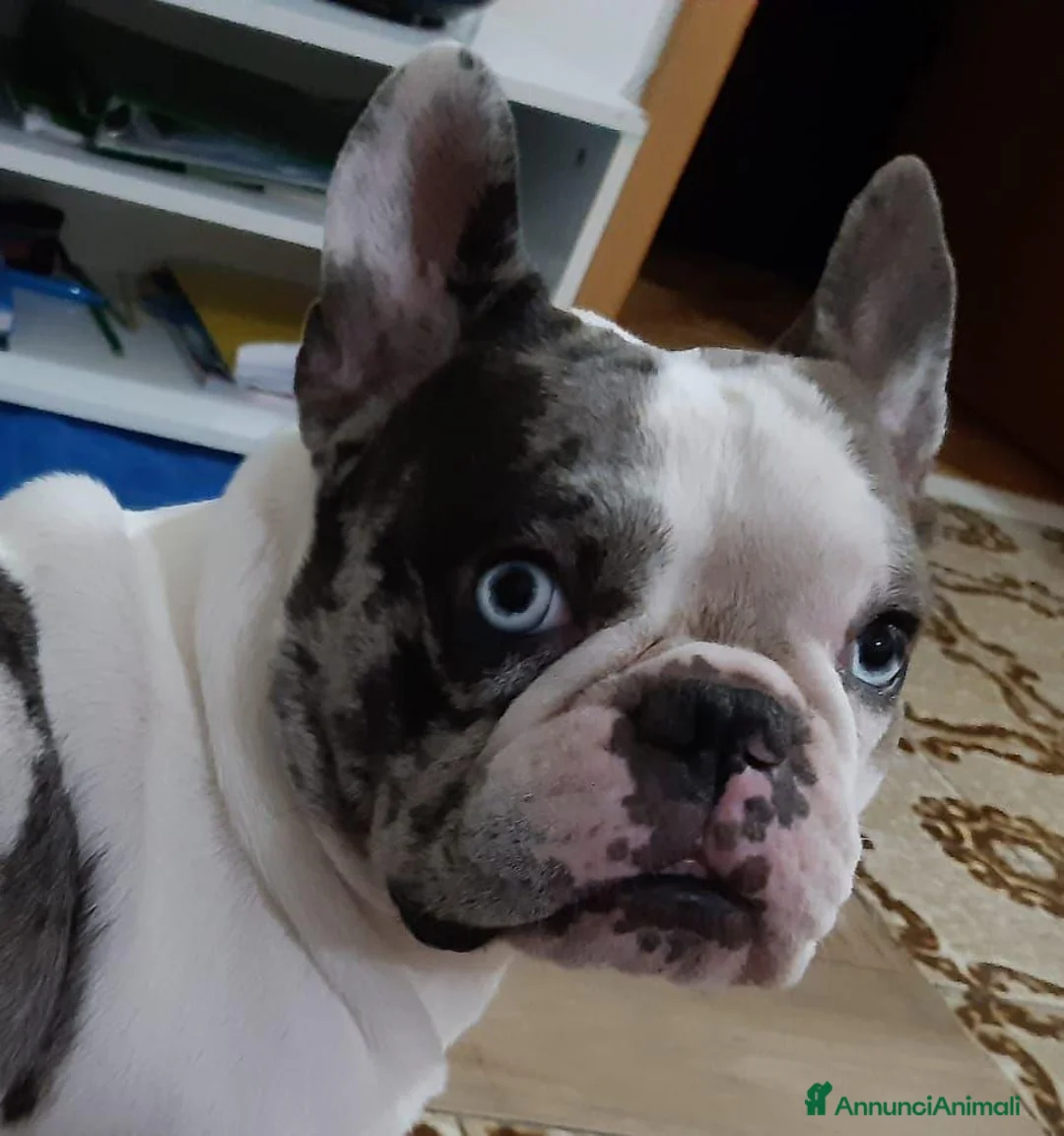 Bulldog Francese cani per accoppiamento: Bulldog francese per accoppiamento.   - Annuncio 1