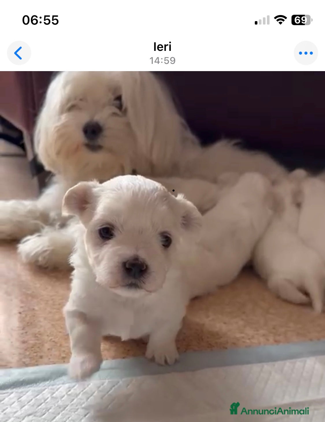 Maltese cani Cuccioli disponibili  - Annuncio 1