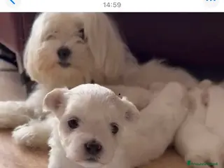 Maltese cani Cuccioli disponibili - Annuncio 4