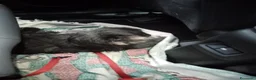 Shih Tzu cani in regalo: SHITZU MASCHIO STERILIZZATO a Provincia di Pisa - Annuncio 5