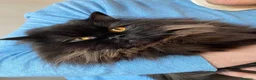 Scottish gatti in vendita: Gattina highland fold  - Annuncio 5