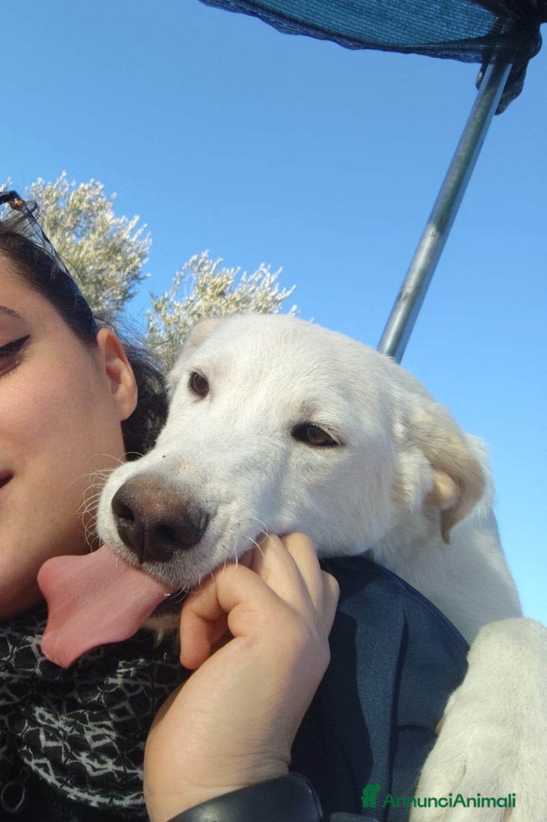 Altre razze cani in regalo: Miele - 8 Mesi - Dolce, Socievole - Annuncio 5